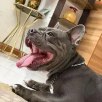 American bully|سگ|تهران, تهرانسر شرقی|دیوار