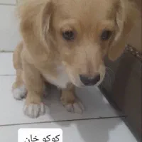 توله های باهوش|سگ|کاشان, فاز ۲ ناجی آباد|دیوار