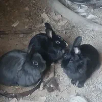 هفت عدد خرگوش همگی ماده|موش و خرگوش|پیشوا, |دیوار