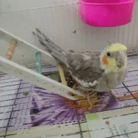 ده عدد عروس هلندی،جفت و تعدادی جوجه ۳ماه به بالا