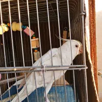 عروس هلندی آلبینو تضمینی