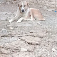 سگ درشت هیکلی|سگ|زابل, |دیوار