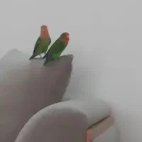 طوطی برزیلی گمشده محدوده چال آزادگان خیابان نرگس