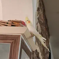 طوطی عروس هلندی لوتینو