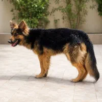 سگ گارد، نژاد ژرمن شپرد
