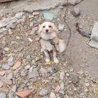سگ پاکوتاه