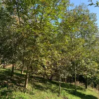 فرصت استثنایی خریدزمین۱۰۰۰۰متری بازیرساخت کامل|فروش زمین و ملک کلنگی|اطاقور, |دیوار