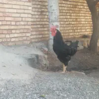 ۱خروس ۸ تا مرغ ۸تا جوجه|حیوانات مزرعه|مرند, |دیوار