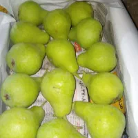 گلابی شاه میوه