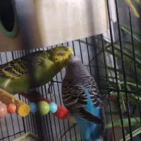 مرغ عشق|پرنده|مشهد, سمزقند|دیوار