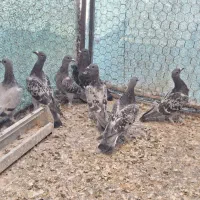 کبوتر کفتر پلاکی زرهی چاپی مسافتی مسابقه ای|پرنده|اصفهان, سپاهانشهر|دیوار