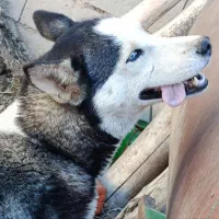 سگ هاسکی|سگ|میاندوآب, |دیوار