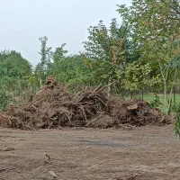 فروش ریشه درخت