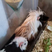 یک جفت خوکچه هندی