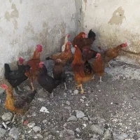 حیوانات محلی