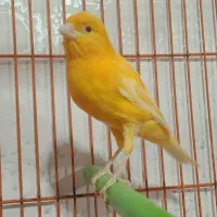 قناری ماده  2عدد