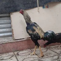 مرغ و خروس لاری اوشامو،افغان،گلین،مینیاتوری وجوجه