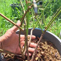 نهال بلوبری سایز بزرگ