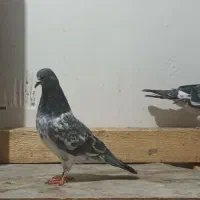 فروش کبوترکله سبز ساده پدرمادرکاکل|پرنده|بندر ماهشهر, |دیوار