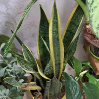 ماهی|ماهی|کرج, شاهین‌ویلا|دیوار