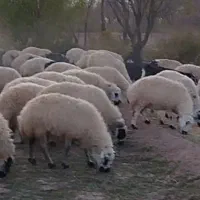 میش وبز|حیوانات مزرعه|قمصر, |دیوار