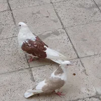 سلام|پرنده|اندیمشک, |دیوار