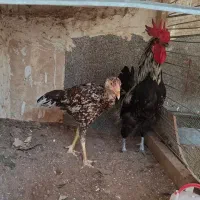 خروس محلی مرغ لاری