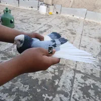 کفترسرور|پرنده|قرچک, پویینک|دیوار