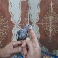 جوجه سر لاکی|پرنده|کارون, |دیوار