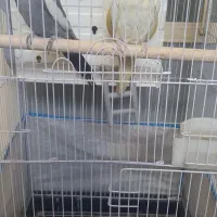 سلام یک جفت طوطی عروس فقط ۲۵۰۰|پرنده|الوند, |دیوار