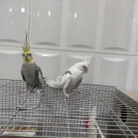 یک جفت عروس هلندی دستی|پرنده|شهرکرد, |دیوار