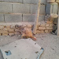 مرغ محلی|حیوانات مزرعه|بیرجند, |دیوار