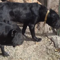 واگزاری ماده قره ۱۳ ماهه(سادیخ دییر)