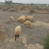 سه عدد بره بزرگ