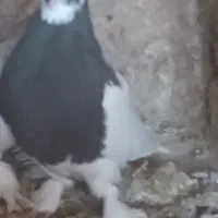 کبوتر طوقی سیاه