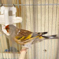 سهره قناری|پرنده|تهران, زرکش|دیوار