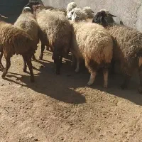 میش داشتی جون