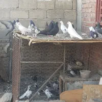 ۲۰ عدد کبوتر پرشی ساعت بالا
