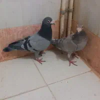 سبز سار|پرنده|شیروان (خراسان), |دیوار