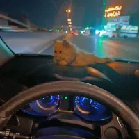 گربه پرشین|گربه|رشت, بیجارپس|دیوار