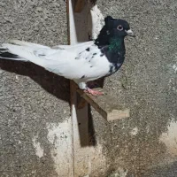 کله،سینه،طوقی