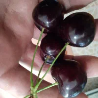 گیلاس تک دانه