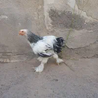 نیمچه خروس برهما