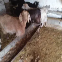 بز ابستن|حیوانات مزرعه|میاندوآب, |دیوار