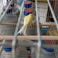 قناری نر|پرنده|نسیم‌شهر, |دیوار