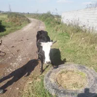 گاو چالوسی به همراه گوساله نر|حیوانات مزرعه|سنگر, |دیوار