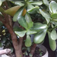 گل طبیعی|گل و گیاه طبیعی|رشت, سعدی (تختی)|دیوار