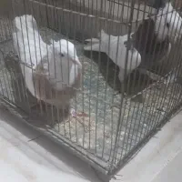 طوقی رنگارنگ|پرنده|قنوات, |دیوار