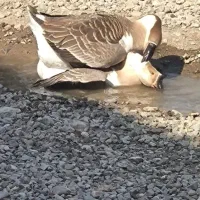 قوغاز|حیوانات مزرعه|گرگان, |دیوار