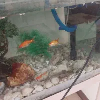 آکواریوم ماهی